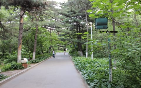 长春大学·林荫景色