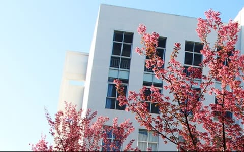 楚雄师范学院·花