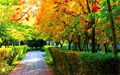 潍坊学院·潍坊学院4