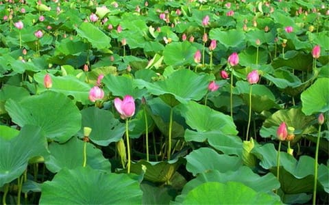 安庆师范大学·荷花