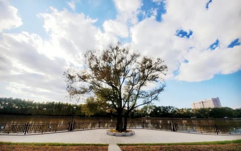齐齐哈尔医学院·树
