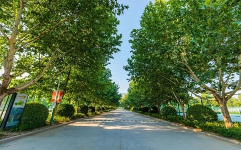 郑州经贸学院·林荫大道