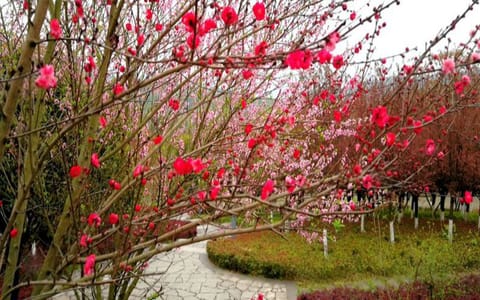 长江师范学院·校园一角14