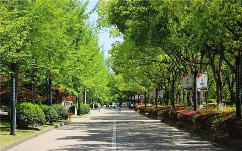 丽水学院·林荫道