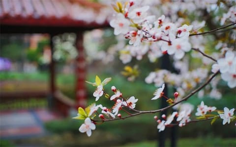 四川师范大学·四川师范大学6