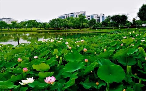 温州大学·荷塘