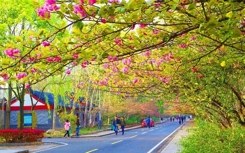 武汉生物工程学院·樱花路