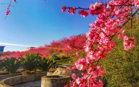 大理大学·樱花