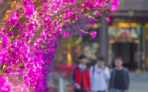 攀枝花学院·花廊说春