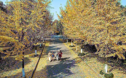 湖北理工学院·湖北理工学院银杏大道