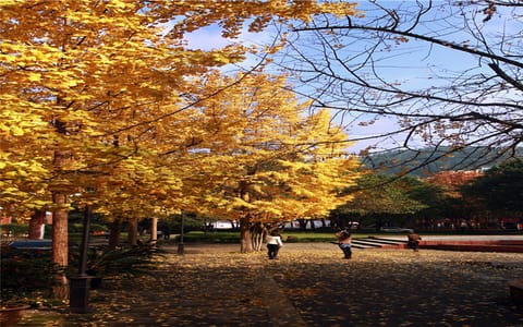 重庆邮电大学·校园之秋
