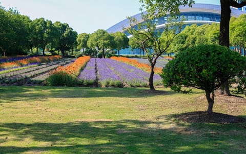 上海视觉艺术学院·薰衣草