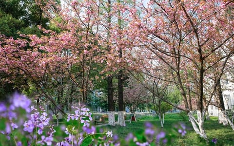 江苏科技大学·花