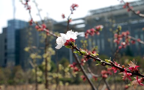 运城职业技术大学·春暖花开