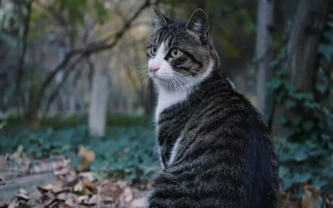 中国矿业大学徐海学院·狸花猫