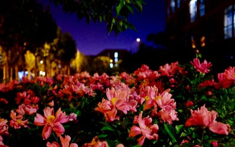 南开大学·夜景