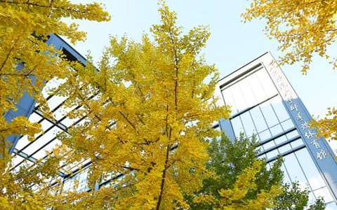 北京师范大学·银杏黄了