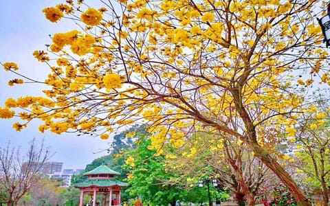 华南农业大学·花季