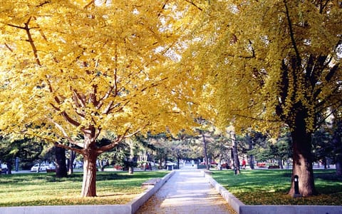 中央民族大学·校园秋景