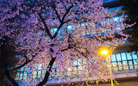 南开大学·夜读花香