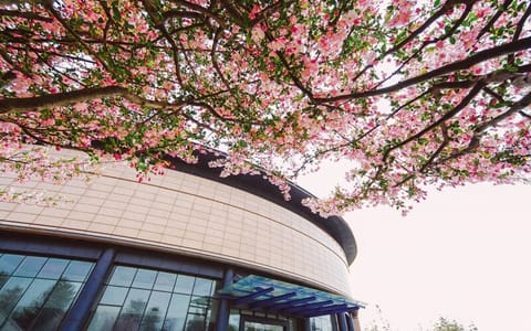 浙大城市学院·花树
