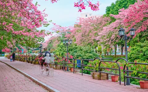广州软件学院·丝木棉盛放场景