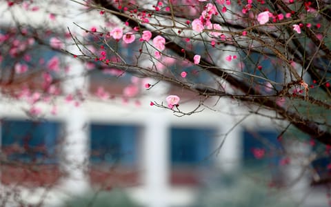 湖北工业大学工程技术学院·教学楼前梅花