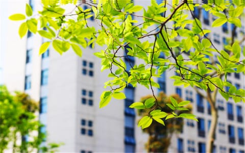 安徽中医药大学·春