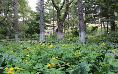 长春大学·林荫景色2