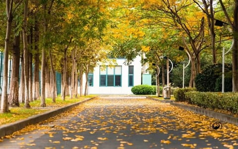 浙江水利水电学院·秋景