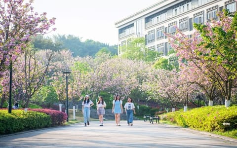 重庆外语外事学院·綦江校区樱花大道