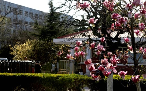 中国劳动关系学院·玉兰花