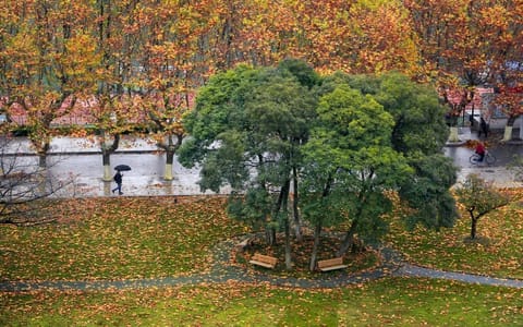 江苏科技大学·树