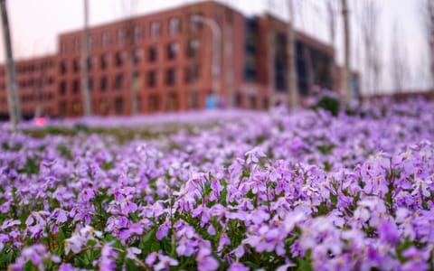 南开大学·花园4
