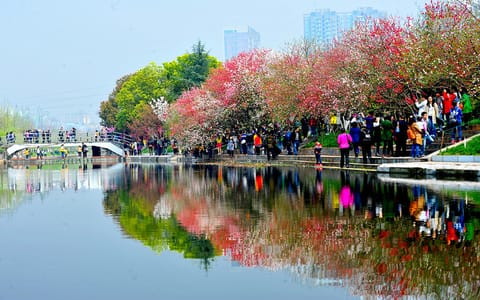 三峡大学·三峡大学求索溪畔桃花开