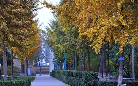 河北大学·道路