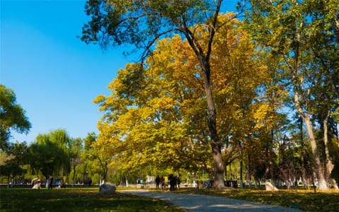 南开大学·秋景2