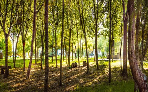 陇东学院·校园夏景