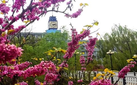 济南大学·花与楼