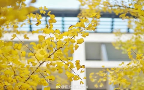 重庆理工大学·秋