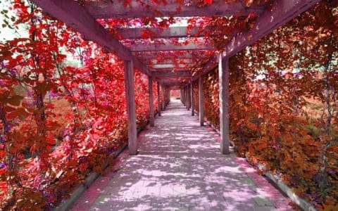 长春科技学院·校园一角