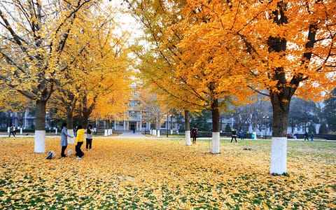 北京理工大学·银杏金辉