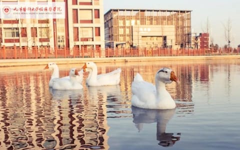 天津医科大学临床医学院·校园风光(8)