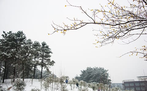 信阳学院·12腊梅傲雪