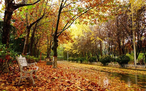 郑州美术学院·校园秋景2